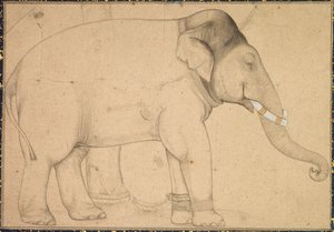 Tegning av en elefant, ca. 1700. av Unbekannt