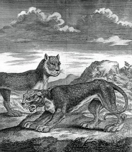 Østindisk leopard, 1750 av Unbekannt
