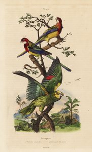 Eastern rosella, Platycercus-eksamener og gulkronet amazon, Amazona ochrocephala av Unbekannt