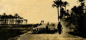 Egypt - Shepherd kjører hjemover, c1918-c1939. av Unbekannt