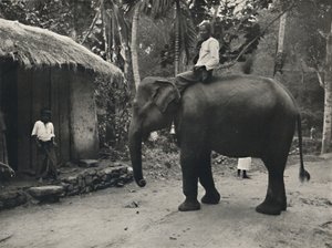 Elefant på en sti nær Kandy, 1926 av Unbekannt
