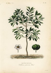Elefanteple eller chulta, Dillenia indica, Dillenia speciosa, Dillenia elegante av Unbekannt