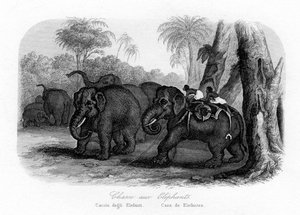 Elefantjakt, India, c1840 av Unbekannt