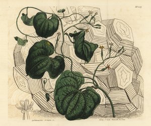 Elefantfot, Dioscorea elephantipes (hunn cape bryony, Tamus elephantipes faemina) av Unbekannt
