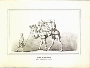 En Kamel med fører fra Sardes. Illustrasjon hentet fra boken Brogede rejsebilleder av Jerichau-Baumann, Elisabeth og utgitt av Forlagsbureauet (København, 1881) av Unbekannt