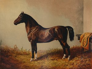 Hele Pony Hack Don Carlos, c1897. av Unbekannt