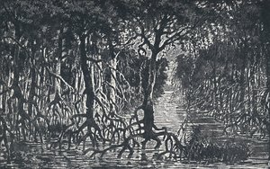 Ekvatorial afrikansk skog, 1924 av Unbekannt
