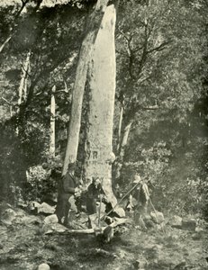 Eurobin Falls, Buffalo Mountains, 1901. av Unbekannt