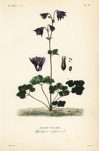 Europeisk akelei, Aquilegia vulgaris, Ancolie vulgaire av Unbekannt