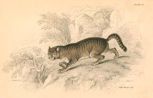 Europeisk villkatt Felis silvestris, 1828 av Unbekannt