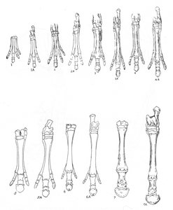 Evolution of the horse, c1920 av Unbekannt