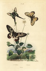 Falsk apollo, Archon apollinus 1, hvit dragehale, Lamproptera curius 2, og klarvinget svalehale, Cressida cressida 3, gress av parnassus, Parnassia palustris av Unbekannt