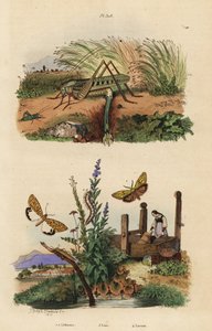 Hunnvortebiter gresshoppe som legger egg, Decticus verrucivorus 4, fjærkledd fotmann, Spiris striata 1, og karmosinrød flekkete gresshoppe, Utetheisa pulchella 2 og Lixus paraplecticus bille 3. Lithosies, lixe, gresshoppe av Unbekannt