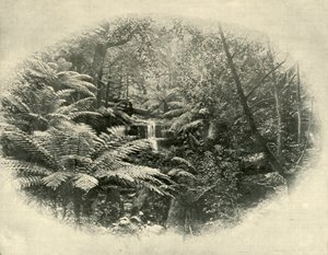 Fern Tree Gully, Tasmania, 1901. av Unbekannt