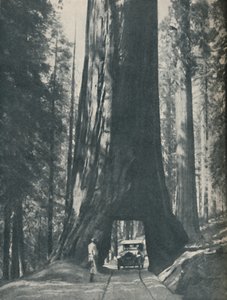 Fint eksemplar av den største organismen som noen gang har levd, c1935 av Unbekannt