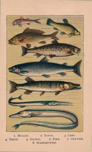 Fisk, 1907, 1907 av Unbekannt