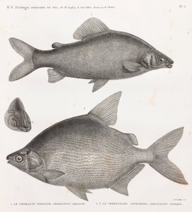 Fisk: Characin Nefasch & Serrasalme Citharine av Unbekannt