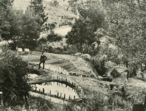 Fish Ponds, Ercildoune, nær Ballarat, 1901. av Unbekannt