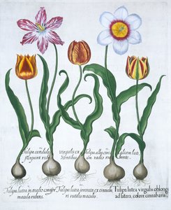 Fem tulipaner, 1613 av Unbekannt