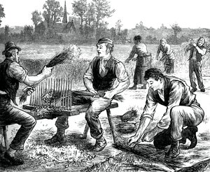 Lin krusende, c1880 av Unbekannt