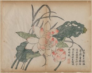 Blomstrende lotus og knopp, 1700-tallet. av Unbekannt