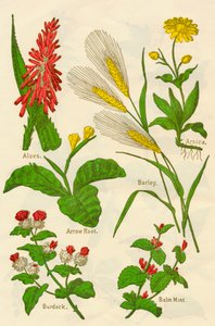 Blomster: Aloe, Arnica, Pilrot, Bygg, Balsammynte, Burdock, c1940. av Unbekannt