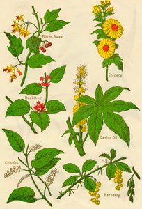 Blomster: bittersøt, tindved, terninger, sikori, ricinusolje, berberis, c1940.