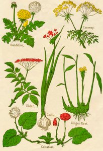 Blomster: Løvetann, karve, hylle, hvitløk, coltsfoot, ingefærrot, c1940