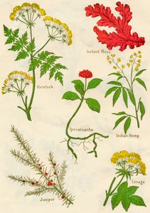 Blomster: Hemlock, Island Moss, Ipecacuanha, Indisk hamp, Einer, Lovage, c1940
