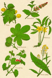 Blomster: humle, hestemynte, hestekastanje, hellebore, malt eføy, pepperrot, c1940