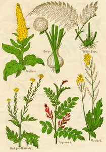 Blomster: Mullein, løk, hannbregne, nodge-sennep, lakris, sennep, c1940 av Unbekannt