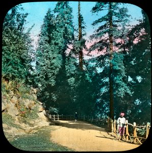 Forest, Murree, India, slutten av 1800- eller begynnelsen av 1900-tallet av Unbekannt