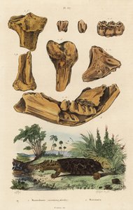 Fossile bein fra en utdødd amerikansk mastodont, Mammut americanum 1, og mata mata, Chelus fimbriata 2 av Unbekannt