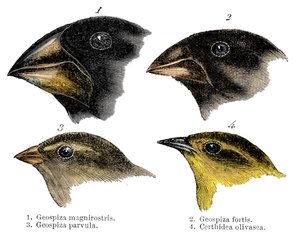 Fire eller arten finke observert av Darwin på Galapagosøyene av Unbekannt