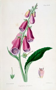 Revebjelle Digitalis purpurea, 1800-tallet. av Unbekannt