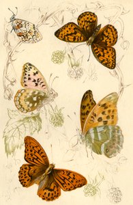Fritillary sommerfugler, 1800-tallet. av Unbekannt