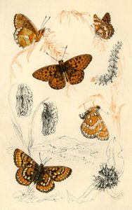 Fritillary sommerfugler, 1800-tallet. av Unbekannt