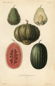 Frukt, frukt legumieres av Unbekannt