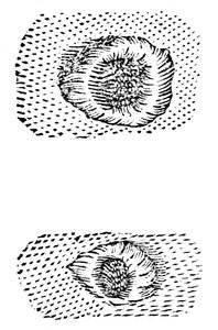 Galileos-tegning av månekratere, 1611, c1655 av Unbekannt