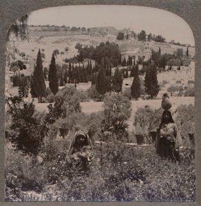 Getsemane hage og Oljeberget fra greske hager, ca 1900 av Unbekannt