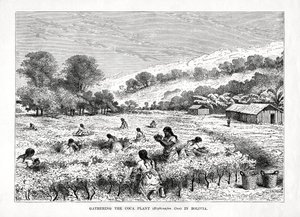 Innsamling av Coca Plant Erythroxylum coca i Bolivia, 1877 av Unbekannt