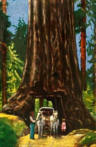 Giant Redwood i California, c1928. av Unbekannt
