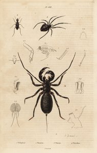 Kjempeviskeskorpion, Mastigoproctus giganteus, bille, Theratus-arter og spindelvev-edderkopp, Theridion-arter av Unbekannt