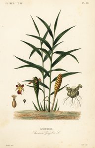 Ingefær eller ingefærrot, Zingiber officinale, Amomum zingiber, Gingembre av Unbekannt