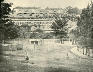 Gladesville Asylum for the Insane, New South Wales, 1901. av Unbekannt