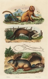 Gullløve tamarin, Leontopithecus rosalia, truet 1, alpin murmeldyr, Marmota marmota 2 og hi, og ilder eller stangkatt, Mustela putorius 3 av Unbekannt