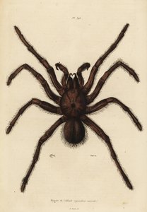 Goliat fugleeter edderkopp, Theraphosa blondi av Unbekannt