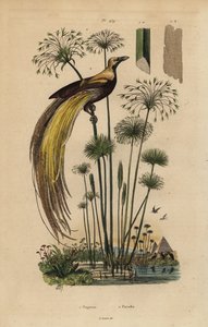 Større paradisfugl, Paradisaea apoda og papyrusgress, Cyperus papyrus av Unbekannt