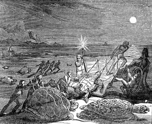 Grønne skilpadder og Loggerhead-skilpadder fanget på kysten av Cuba, 1832 av Unbekannt