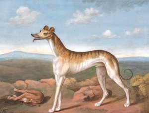 Greyhound: Venstrevendt, med en død hare ved føttene, ca. 1805. av Unbekannt